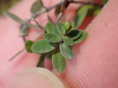 Linum catharticum, photograph 6