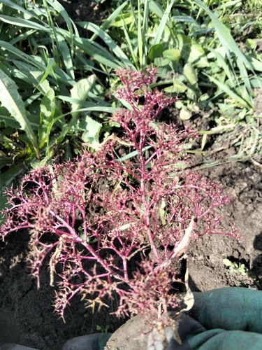 Chenopodium acuminatum observed 2026-09-19