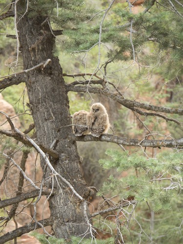 Strix occidentalis