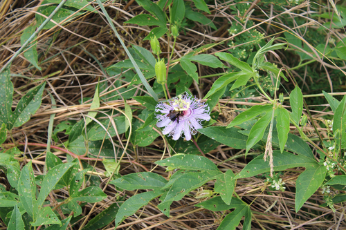 purple passionflower