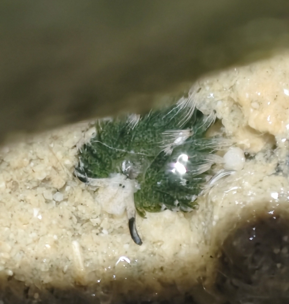Rabbit Sapsucking Slug
