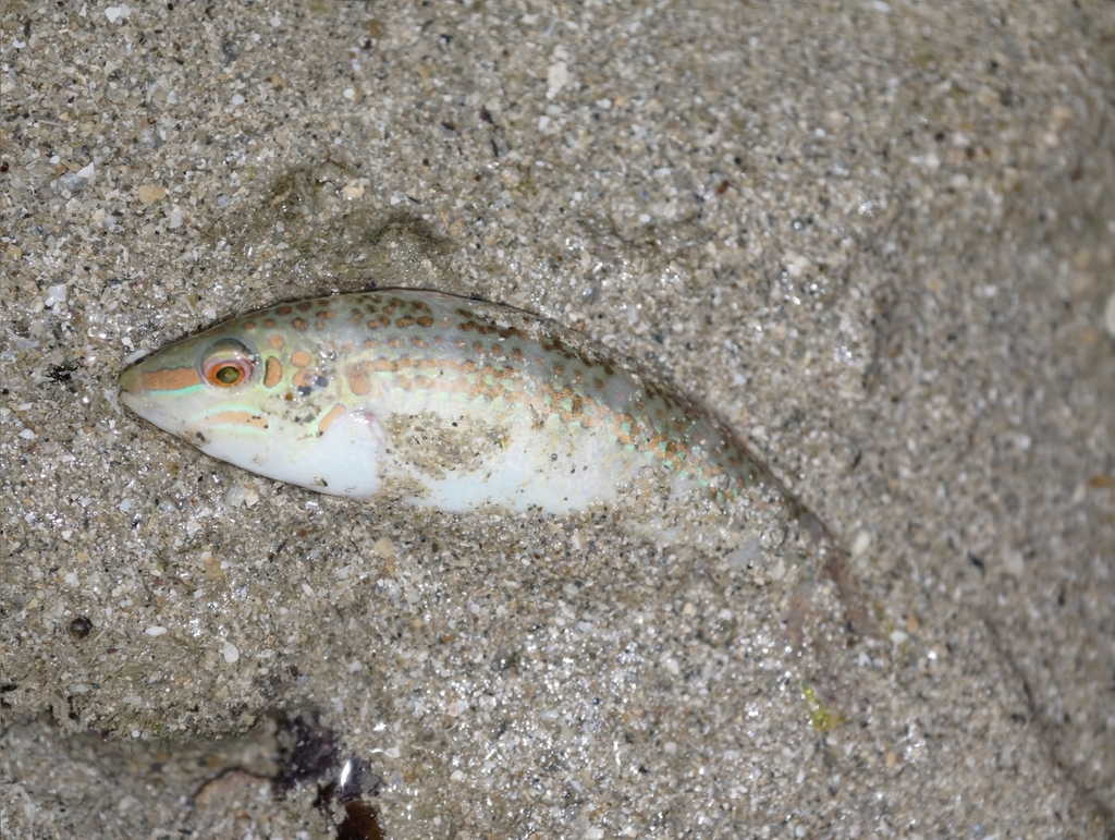 Brown-stripe Wrasse