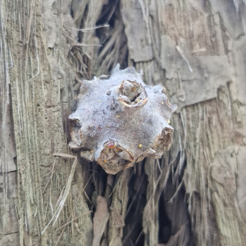 Syncarpia glomulifera, photograph 5
