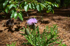 Cirsium repandum