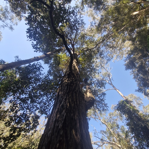 Syncarpia glomulifera, photograph 6