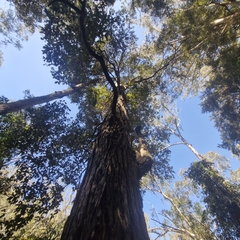 Syncarpia glomulifera, photograph (c) ronavery, some rights reserved (CC BY)
