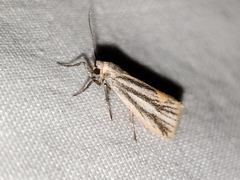 Cisthene striata