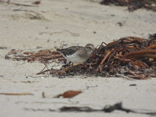 iNaturalist observation photo of Least Sandpiper