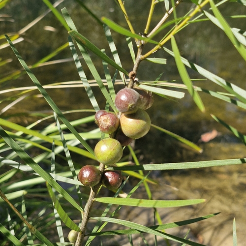 Persoonia linearis, photograph 4