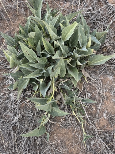 Buffalo Gourd