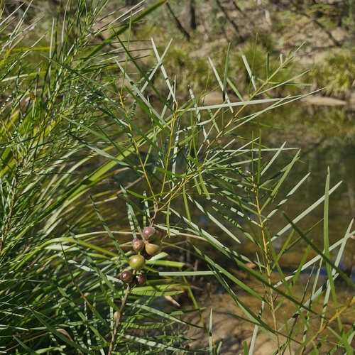 Persoonia linearis, photograph 5