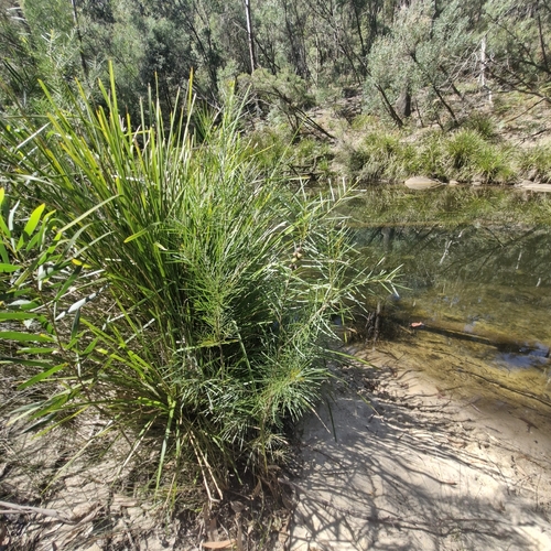 Persoonia linearis, photograph 6