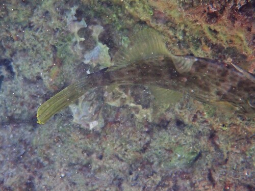 Stephanolepis diaspros observed 2026-09-18