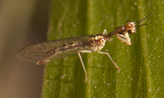 Austromantispa imbecilla