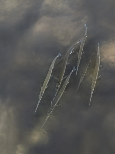 Strongylura incisa observed 2026-06-15