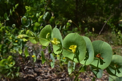 Baptisia perfoliata