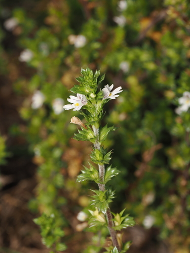 Euphrasia nemorosa, photograph 4