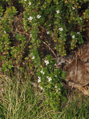 Euphrasia nemorosa, photograph 5
