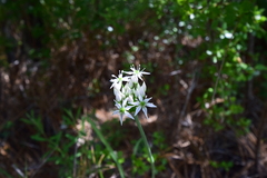 Allium cuthbertii