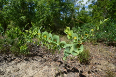 Baptisia perfoliata