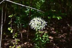 Allium cuthbertii