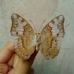 Adoliadini
