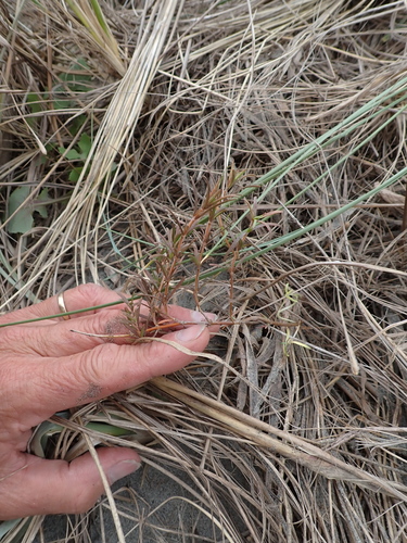 Coprosma acerosa, photograph 3