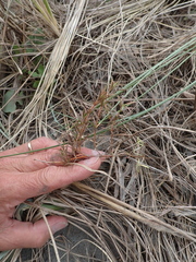 Coprosma acerosa, photograph (c) Arnim Littek, some rights reserved (CC BY)