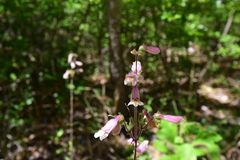 Penstemon australis