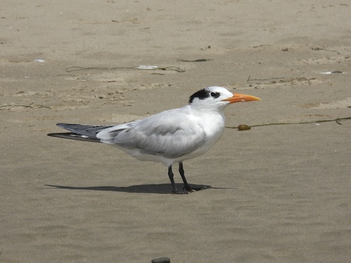 iNaturalist observation photo of Royal Tern
