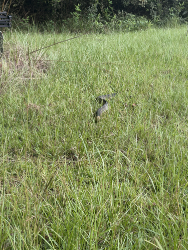 Florida × Northern Cottonmouth