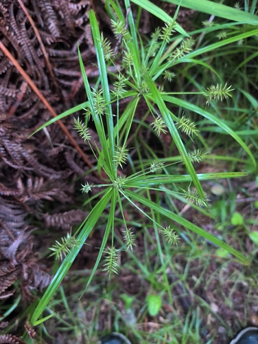 Cyperus meyenianus observed 2026-09-18