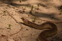 Pituophis melanoleucus