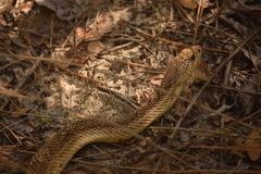 Pituophis melanoleucus