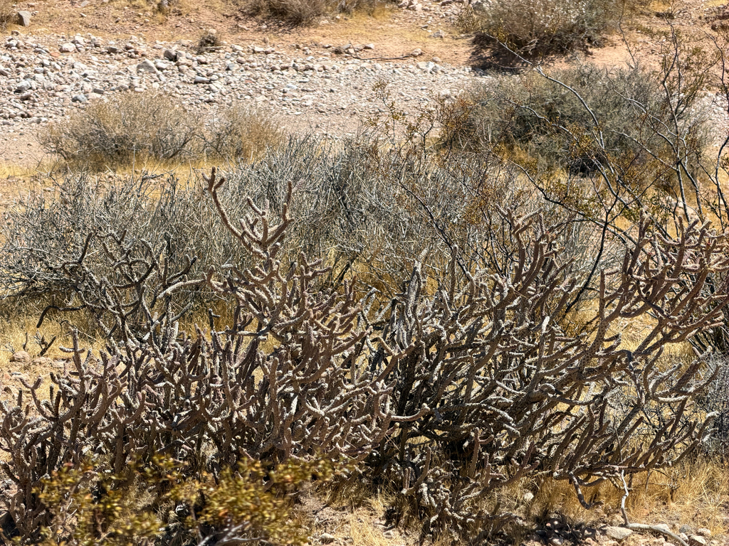 Cylindropuntia ramosissima; photograph (c) CK2AZ, some rights reserved (CC BY)