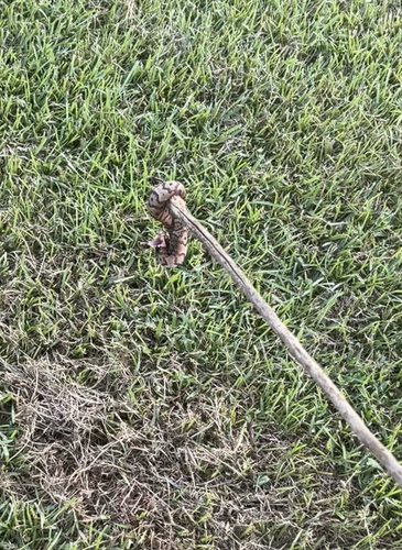 Florida Cottonmouth