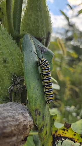 Monarch