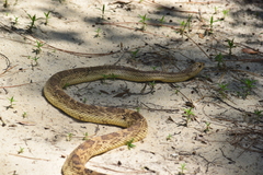 Pituophis melanoleucus
