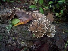 Trametes menziesii