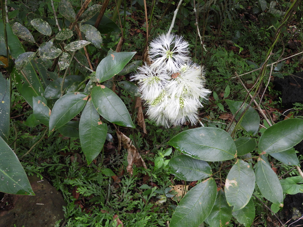 Pithecellobium hymenaeifolium