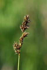 Carex cusickii