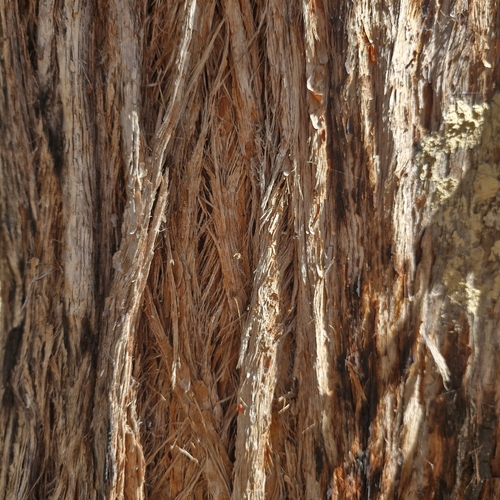 Syncarpia glomulifera, photograph 2