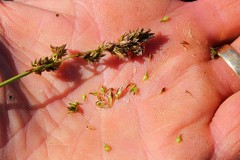 Carex cusickii