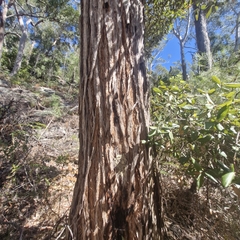 Syncarpia glomulifera, photograph (c) ronavery, some rights reserved (CC BY)