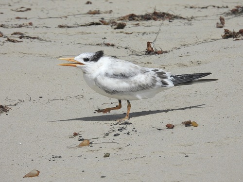 iNaturalist observation photo of Royal Tern