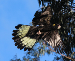 Zanda funerea funerea