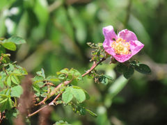 Rosa nutkana