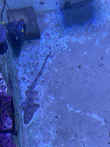 Chiloscyllium plagiosum observed 2026-09-13