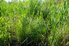 Carex cusickii