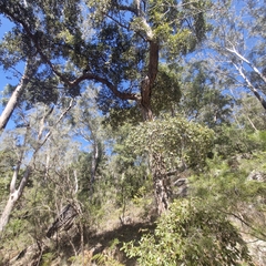 Syncarpia glomulifera, photograph (c) ronavery, some rights reserved (CC BY)